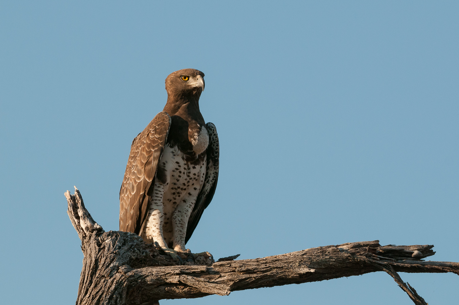 Martial Eagle, Okavango Delta, Botswana