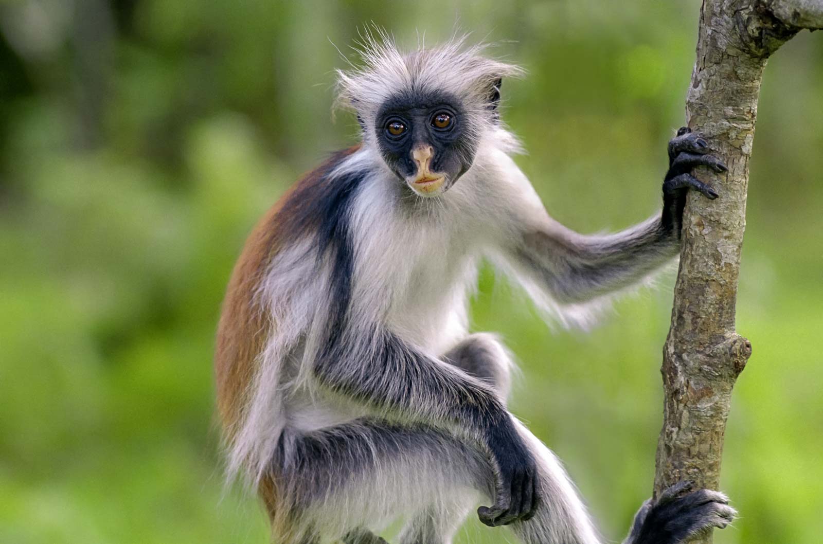 Red Colobus Monkey, Jozani Forest, Zanzibar, Tanzania
