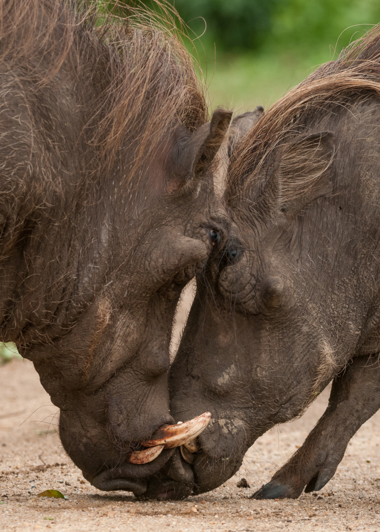 Warthog Staring Contest, Queen Elizabeth National Park, Uganda