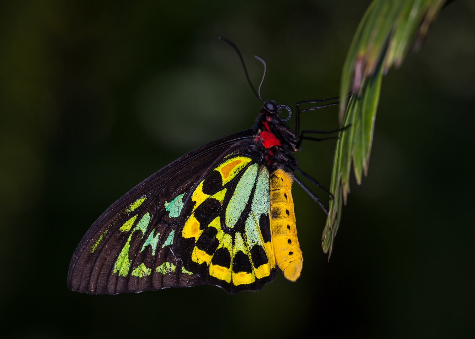 Cairns Birdwing, Australian Butterfly Sanctuary, Kuranda, Australia