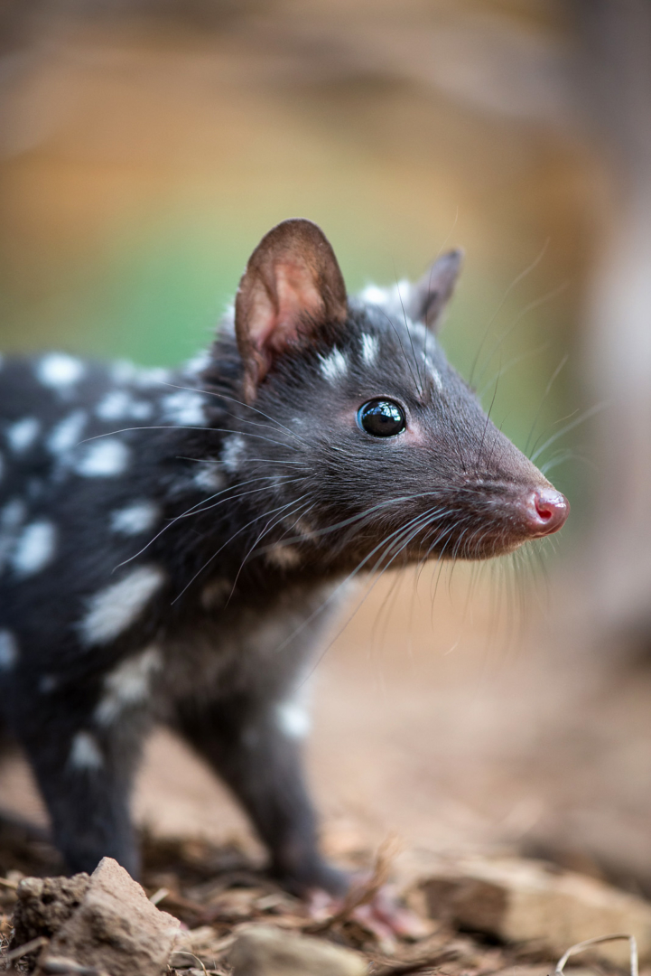 Eastern quoll, Bonorong Wildlife Sanctuary, Tasmania, Australia