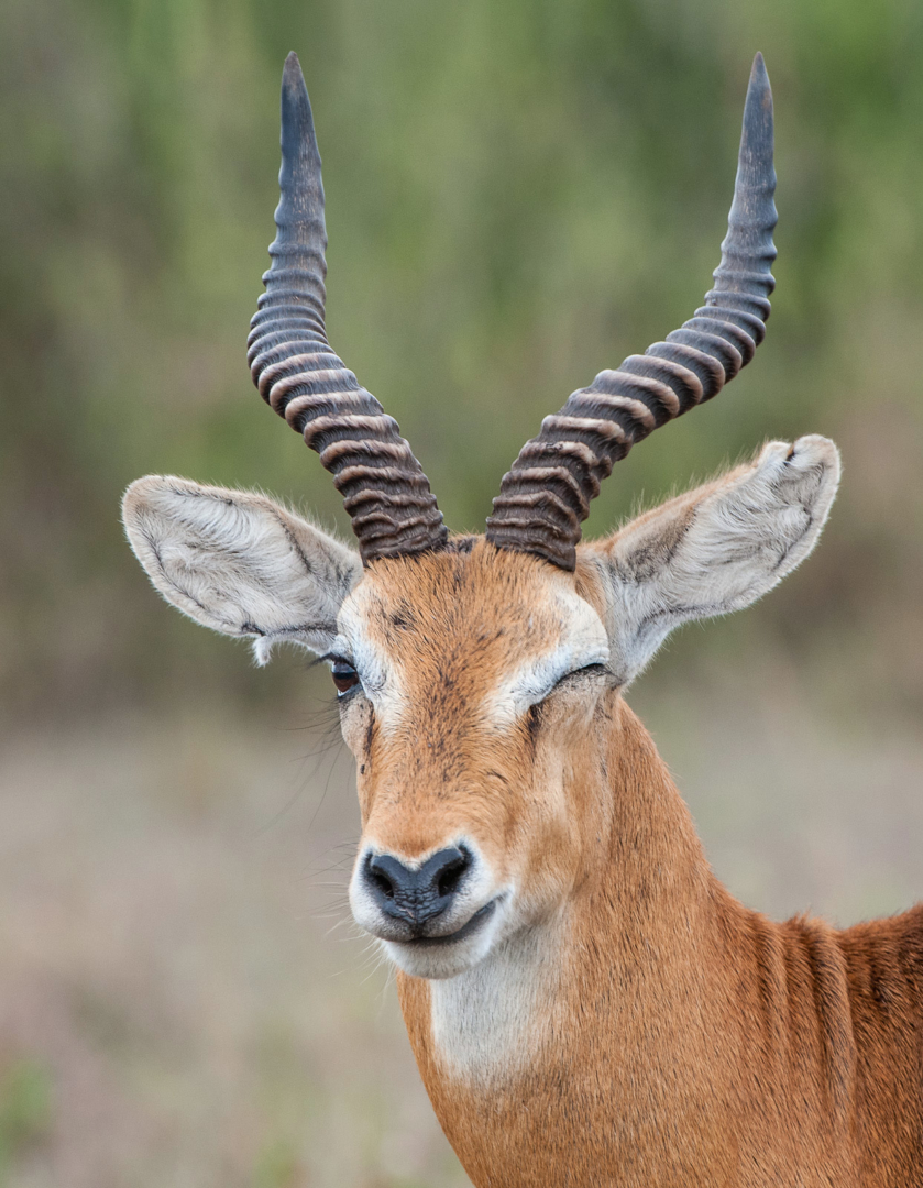 Ugandan Kob, Queen Elizabeth National Park, Uganda