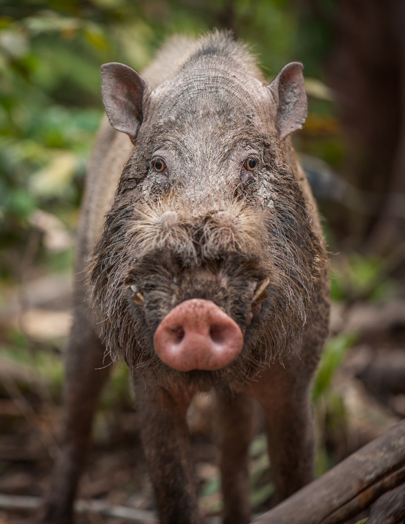 Bearded Pig, Tanjung Puting National Park, Indonesian Borneo