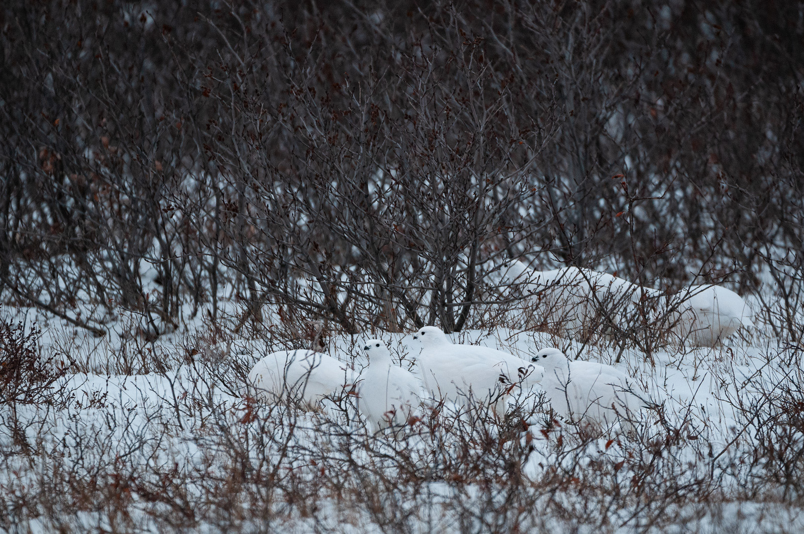 Willow Ptarmigan, Seal River, Manitoba, Canada