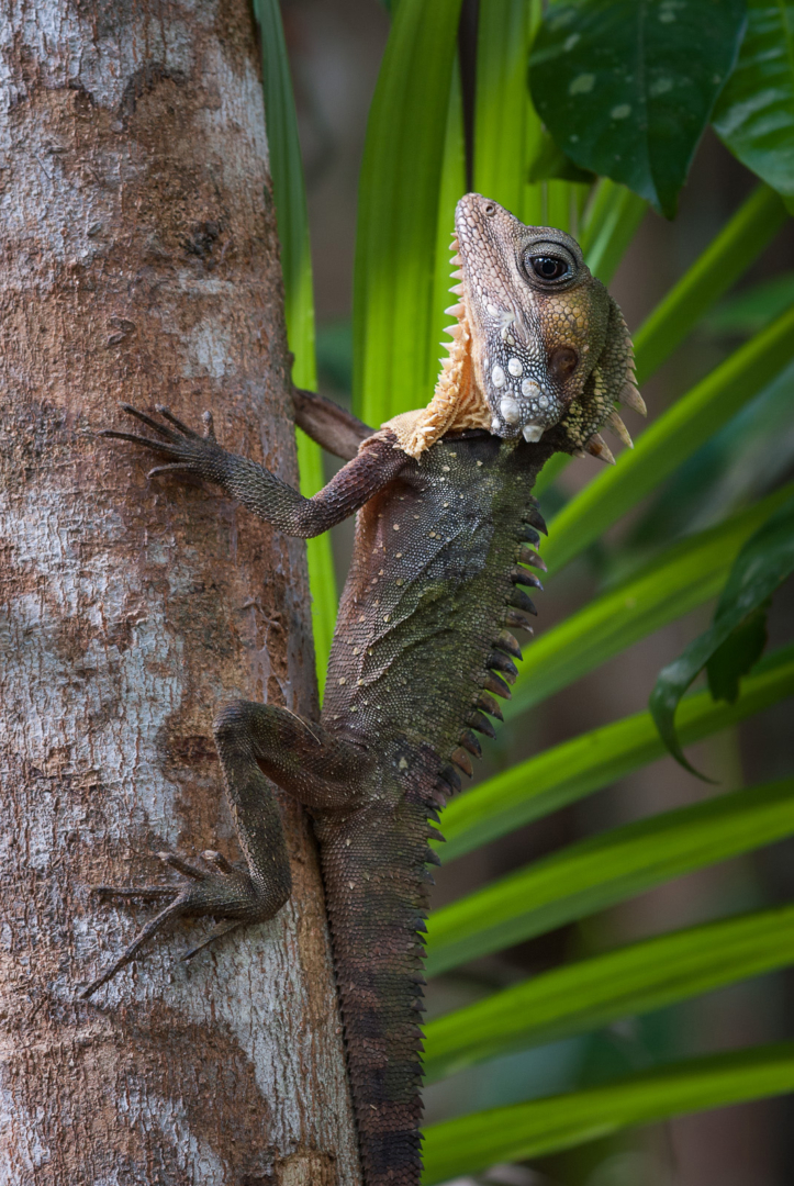 Boyd's Water Dragon, Daintree National Park, Queensland, Australia