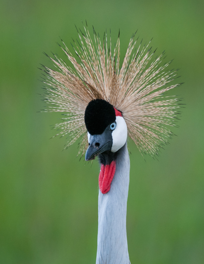 Grey-Crowned Crane, Masai Mara