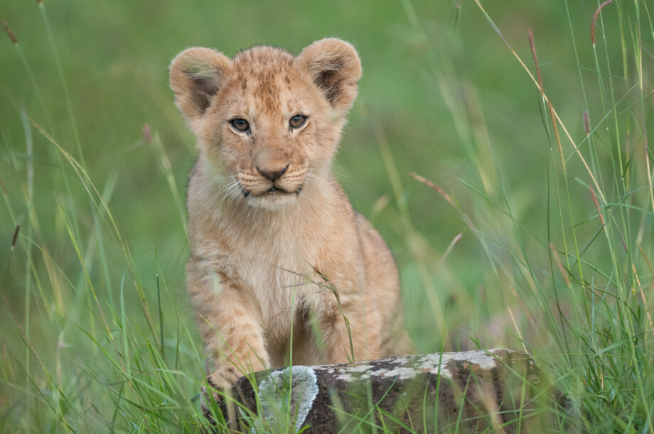 Lion Cub, Masai Mara