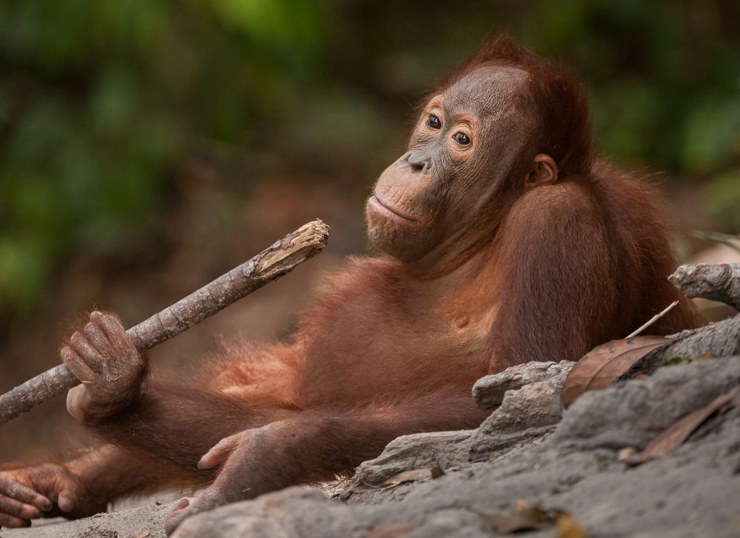 Juvenile Orangutan, Tanjung Putting National Park, Indonesian Borneo