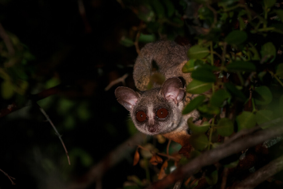 Bush Baby, Kenya