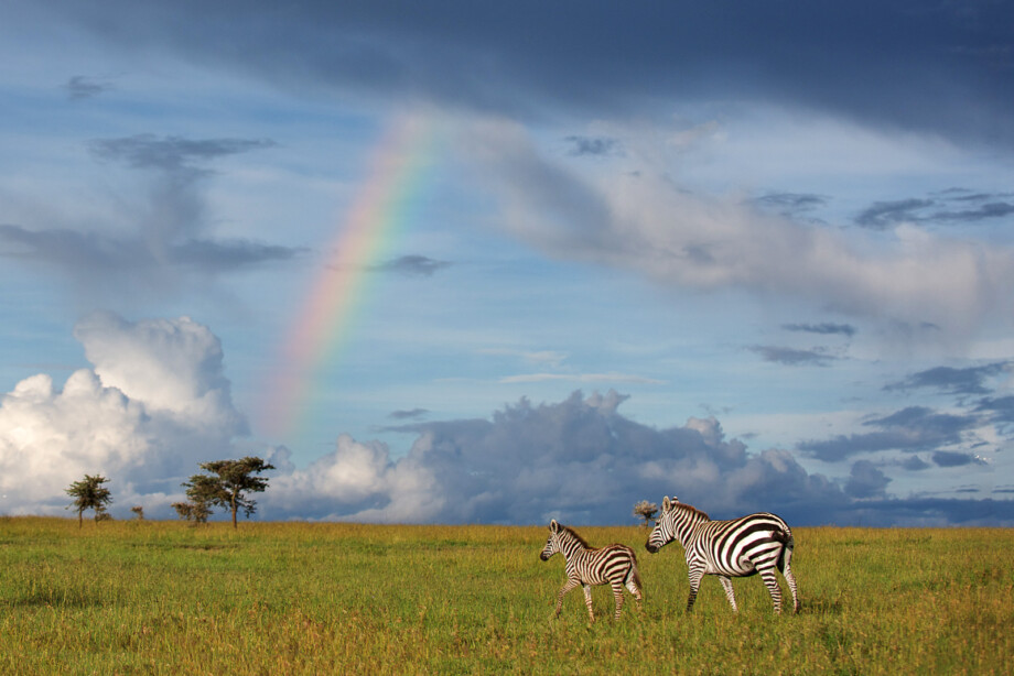 Burchell's Zebras, Kenya