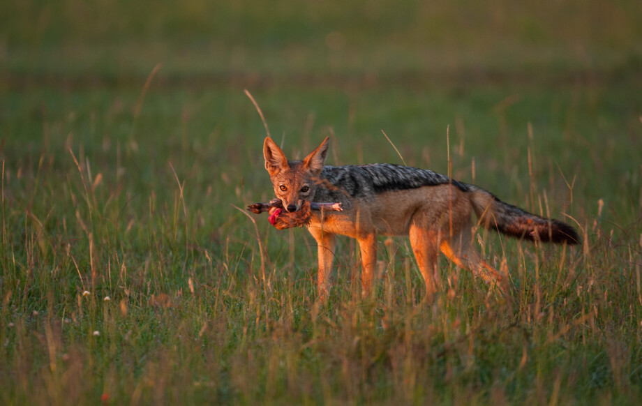 Black-Backed Jackal, Masai Mara, Kenya