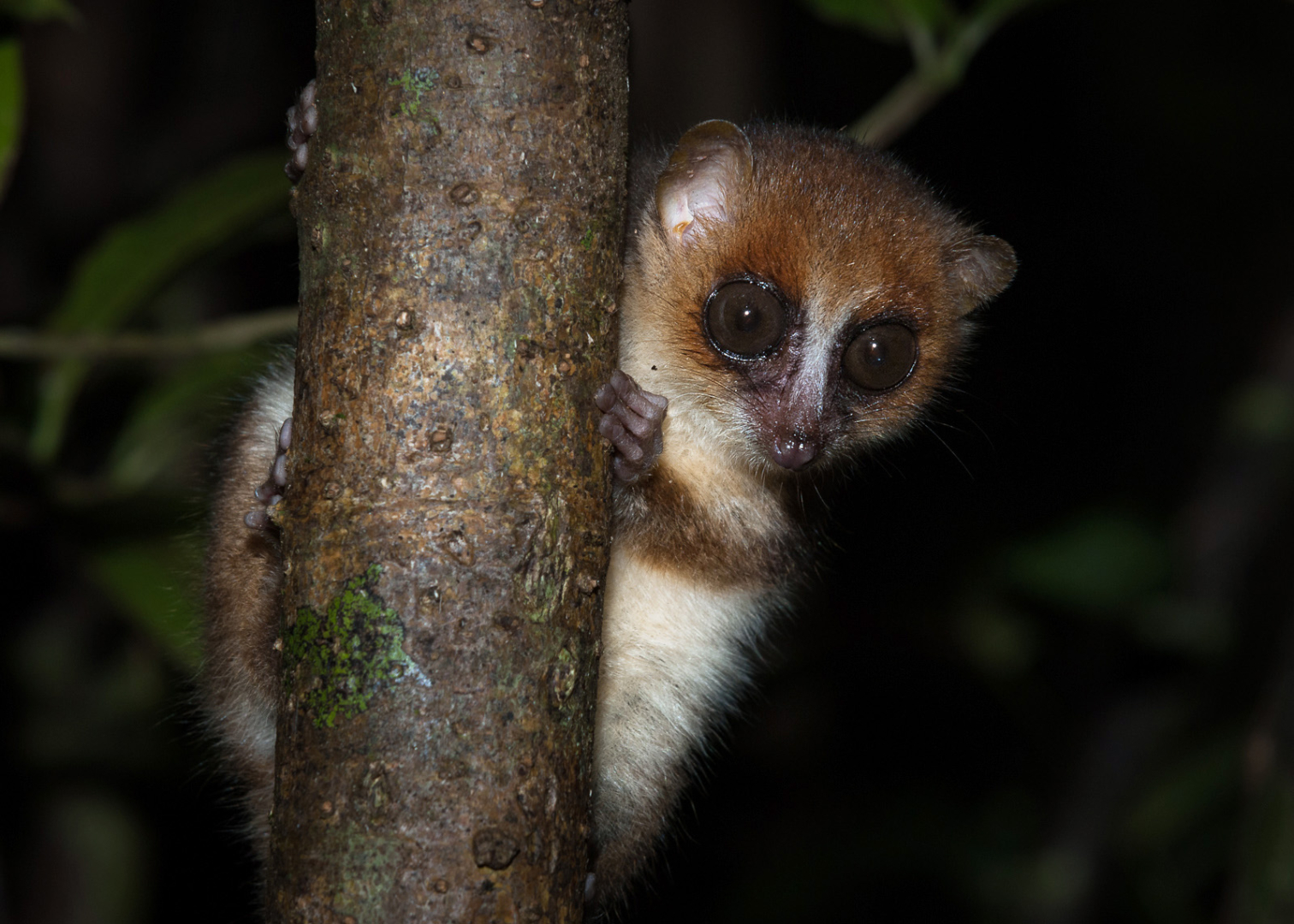 Brown Mouse Lemur, Nosy Mangabe, Madagascar