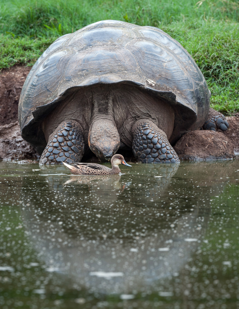 White-Cheeked Pintail Duck and Giant Galápagos Tortoise, Santa Cruz Highlands, Ecuador