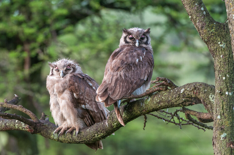 Verreaux's Eagle Owlets, Olare Orok Conservancy, Masai Mara, Kenya