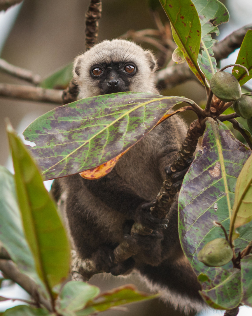 White Fronted Brown Lemur, Nosy Mangabe, Madagascar