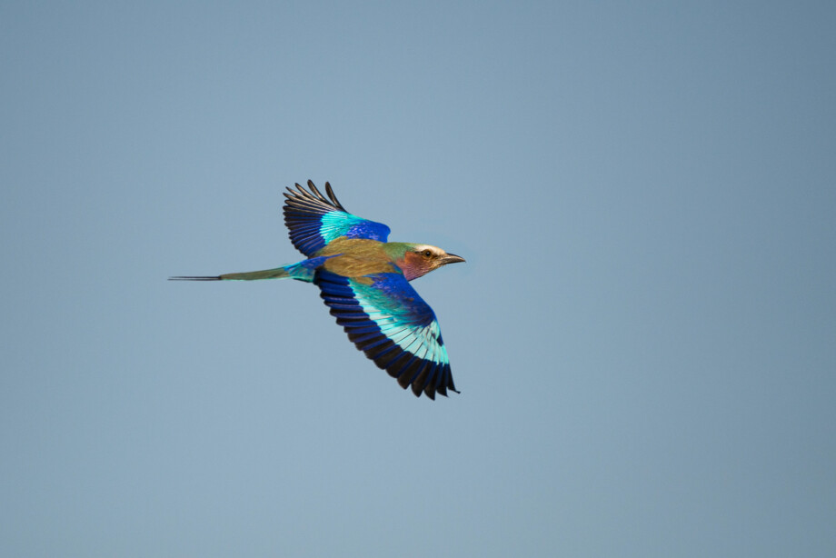 Lilac-Breasted Roller