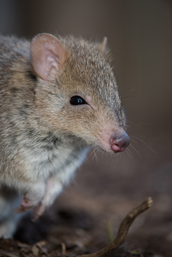 Eastern Bettong, Bonorong Wildlife Sanctuary, Tasmania