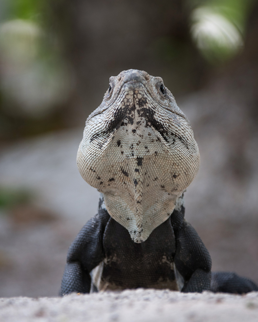 Black Spiny Tailed Iguana, Ambergris Caye, Belize