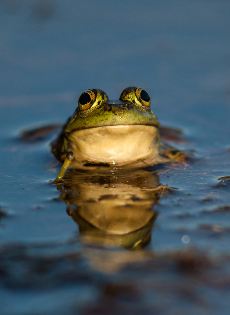 American Bullfrog, Baxter State Park, Maine