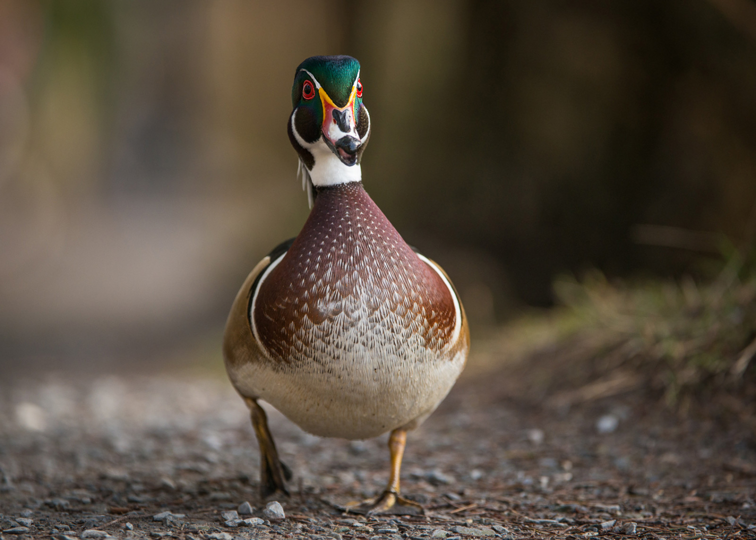 Wood Duck Drake, Reifel Bird Sanctuary, Vancouver, British Columbia, Canada