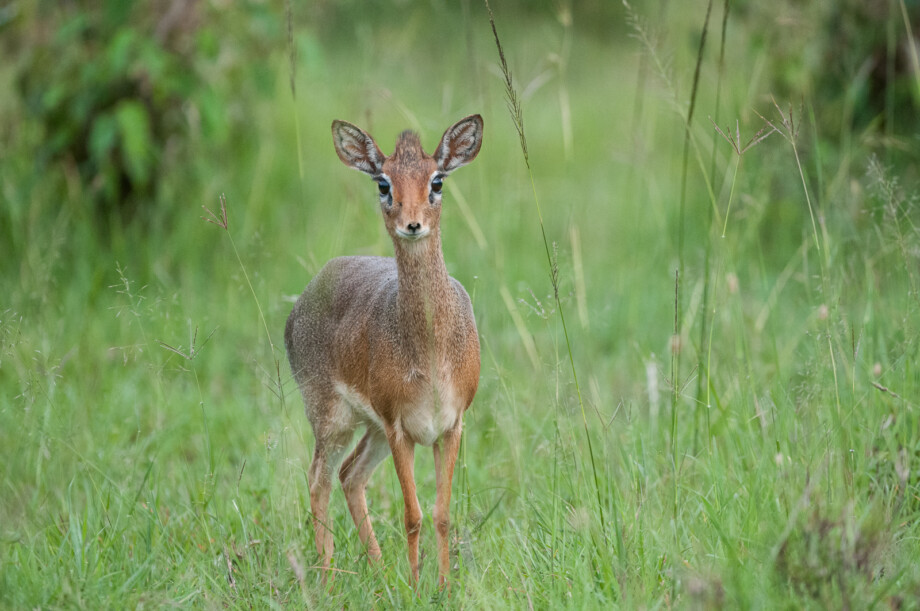 Dik Dik, Masai Mara, Kenya