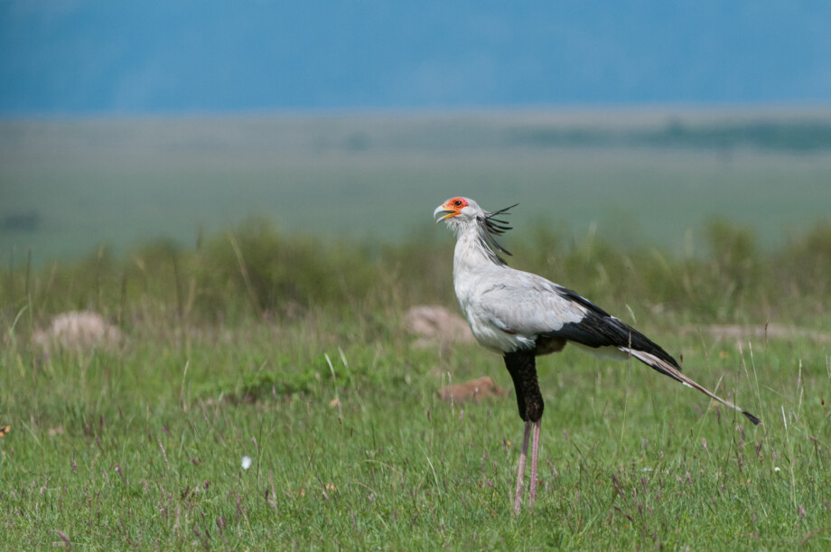 Secretary Bird, Masai Mara, Kenya