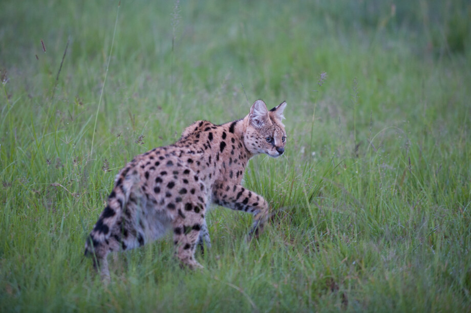 Serval, Masai Mara, Kenya