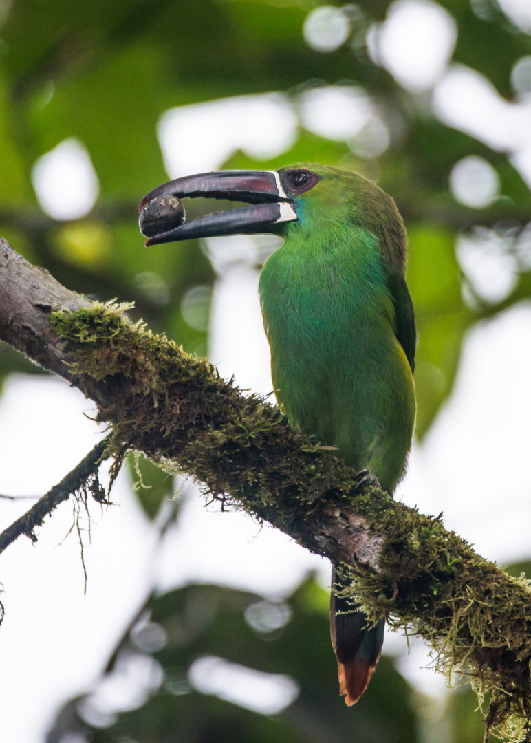 Crimson-Rumped Toucanet, Cloud Forest, Ecuador