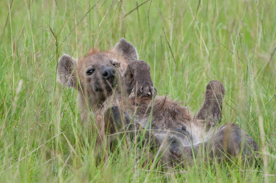 Spotted Hyena, Masai Mara, Kenya