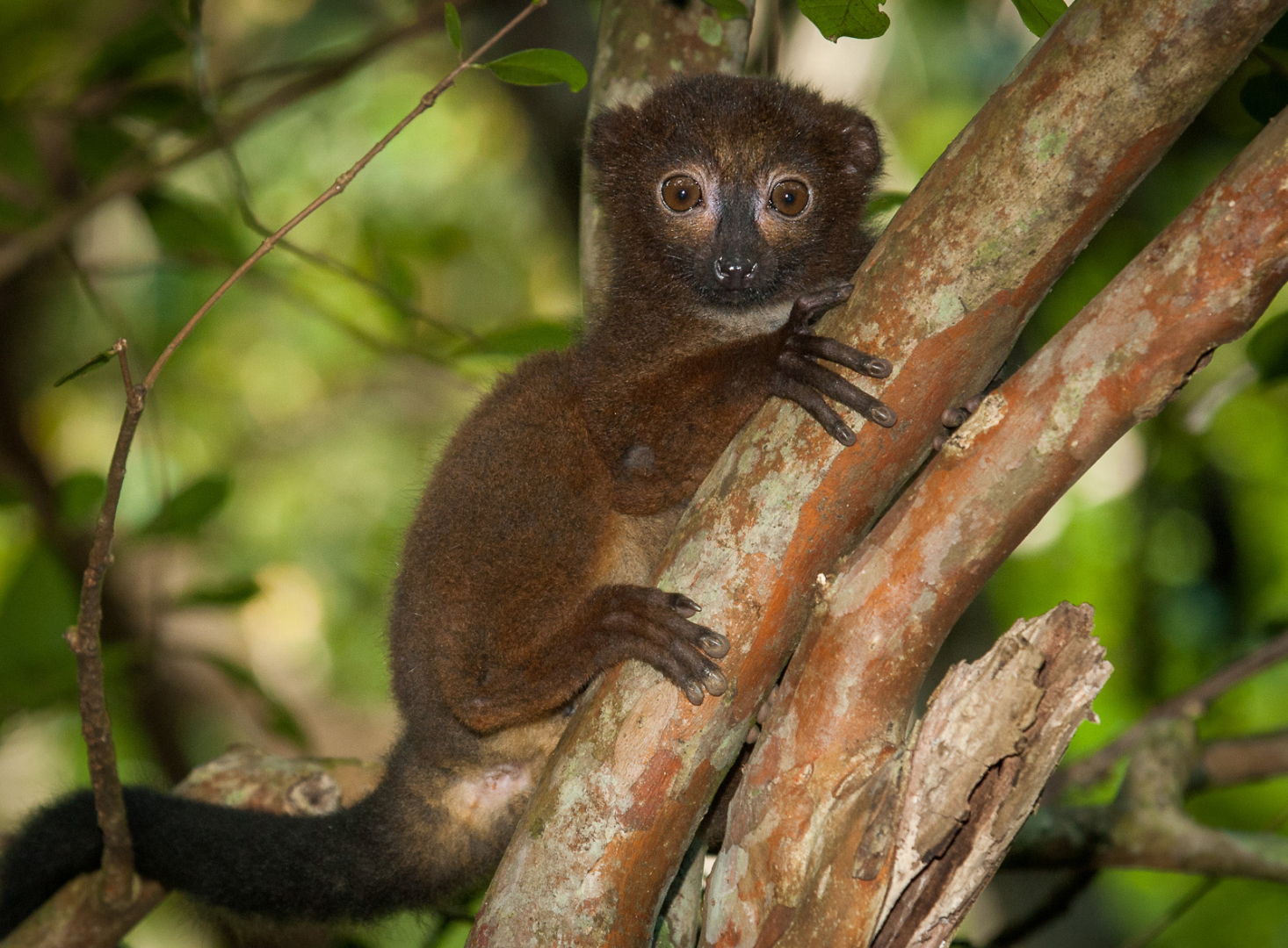 Red-Bellied Lemur, Tamatave, Madagascar