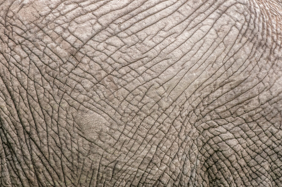 Elephant's Skin, Olare Orok Conservancy, Masai Mara, Kenya
