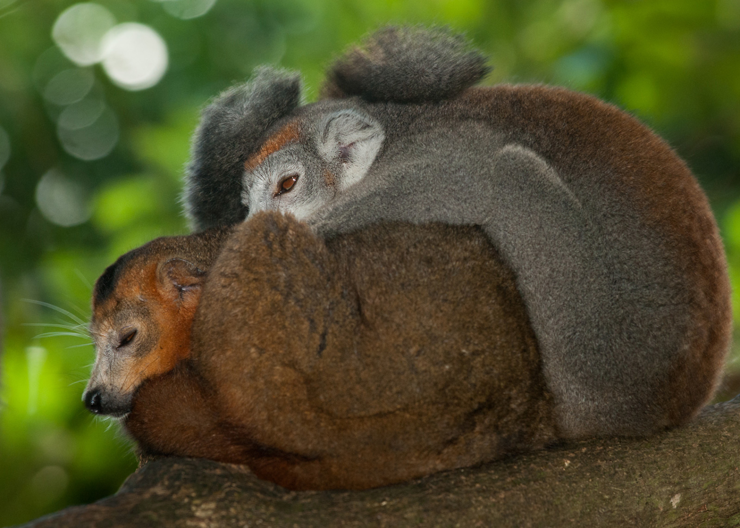 Crowned Lemurs, Madagascar