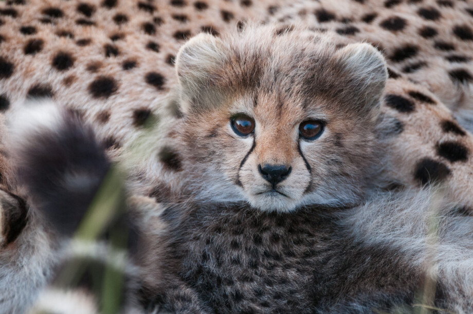 Cheetah Cub, Masai Mara, Kenya