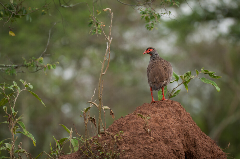 Red-Necked Francolin, Uganda