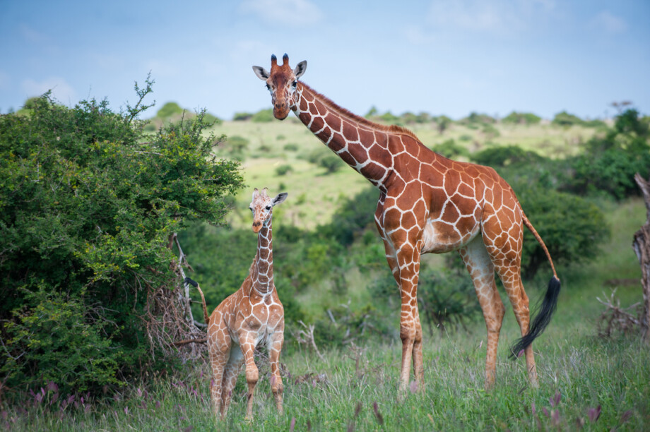 Reticulated Giraffes, Kenya