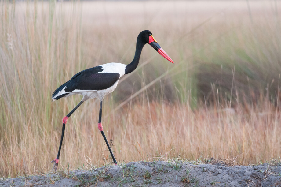 Saddle-Billed Stork 