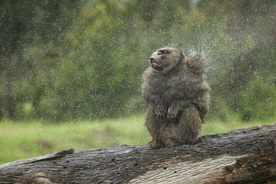 Olive Baboon, Kenya