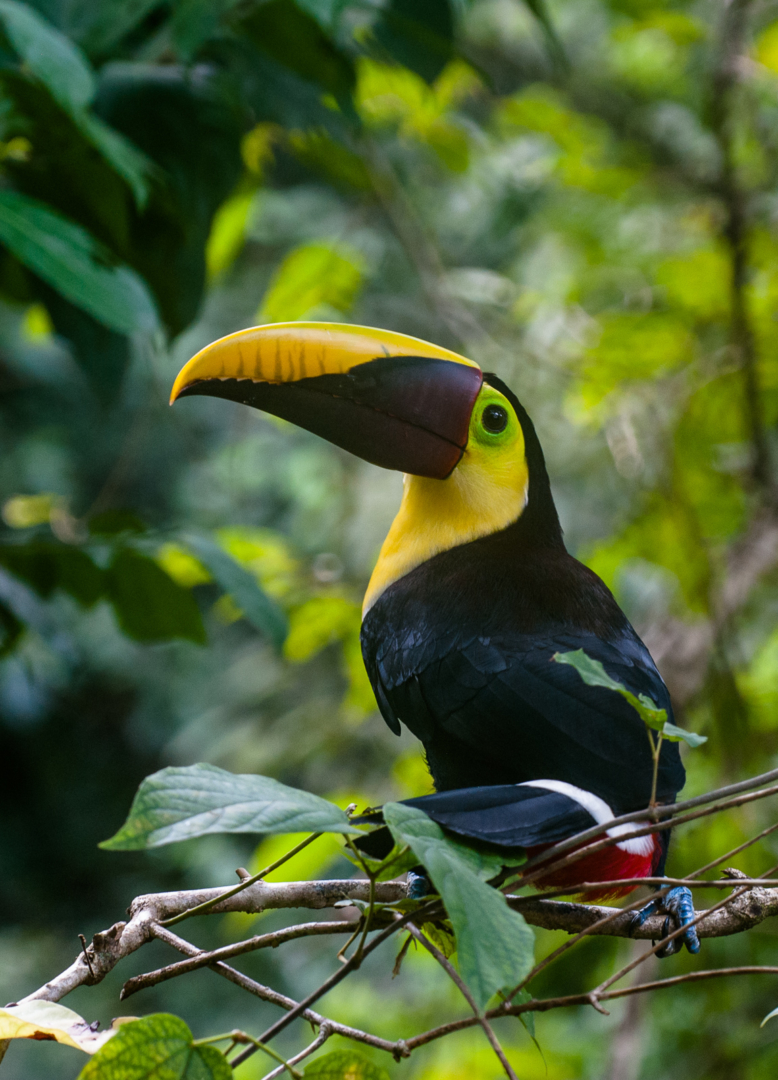 Chestnut Mandibled Toucan, near Corcovado National Park, Costa Rica
