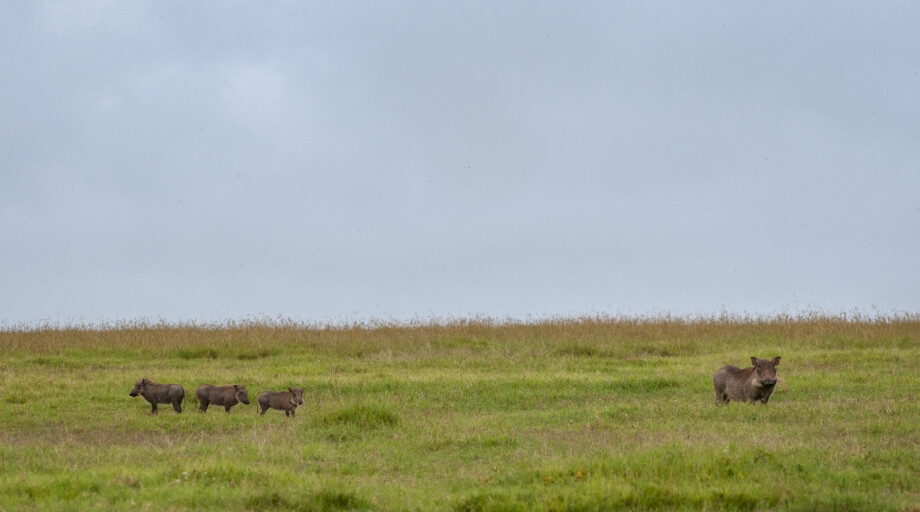 Warthog, Laikipia, Kenya