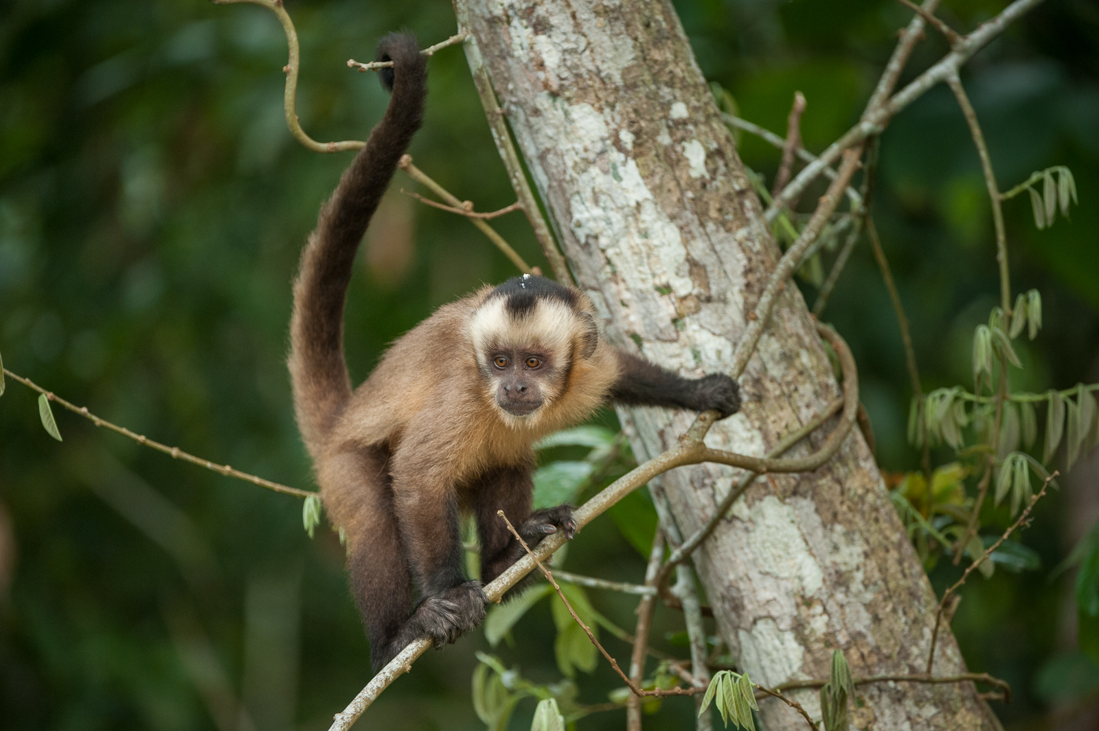 Brown Capuchin, Madidi National Park, Bolivia