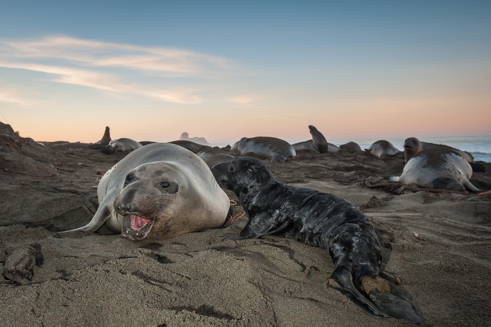 Elephant Seal Pup, Central California Coast