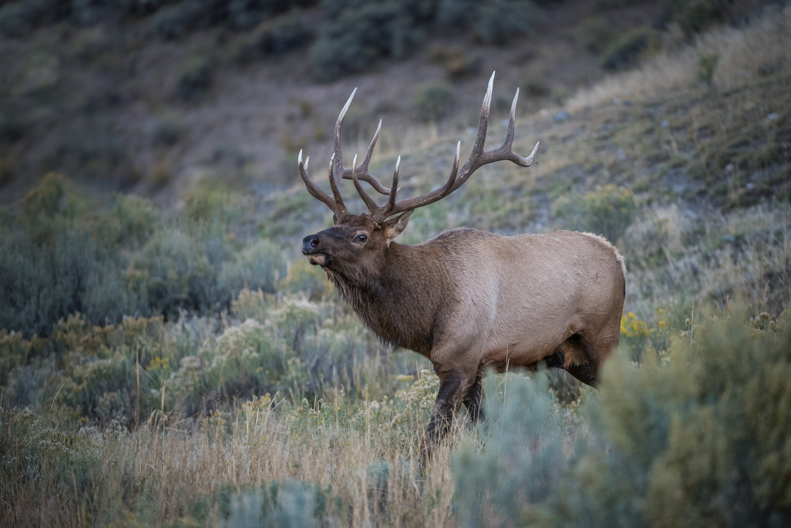 Bull Elk, Yellowstone National Park, Wyoming