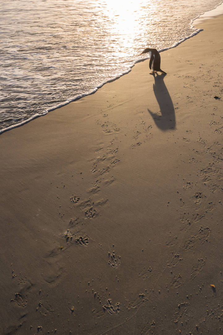 Gentoo Penguin, Sea Lion Island, Falkland Islands
