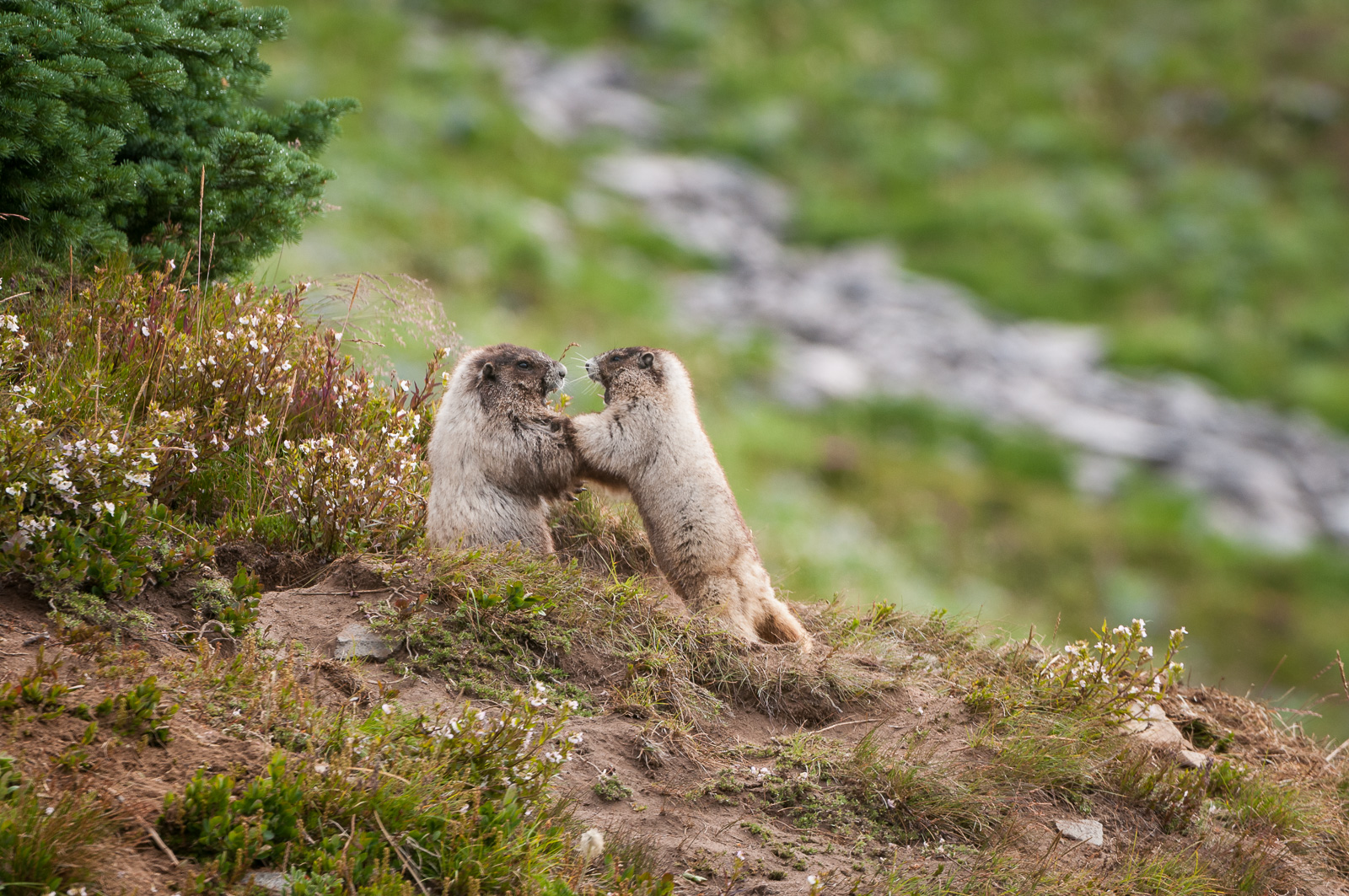 Hoary Marmots, Mount Rainier National Park, Washington