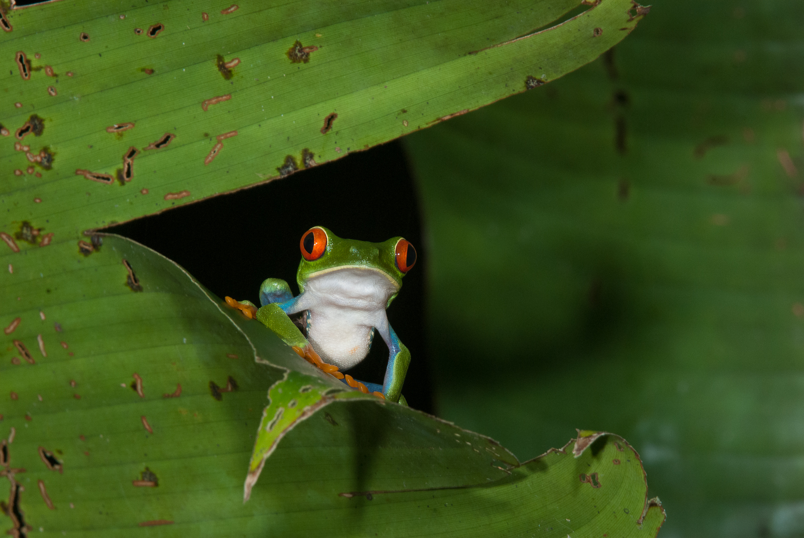 Red Eyed Tree Frog, Tortuguero National Park, Costa Rica