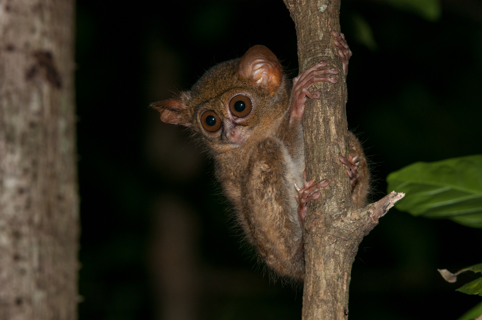Spectral Tarsier, Tangkoko National Park, Sulawesi, Indonesia