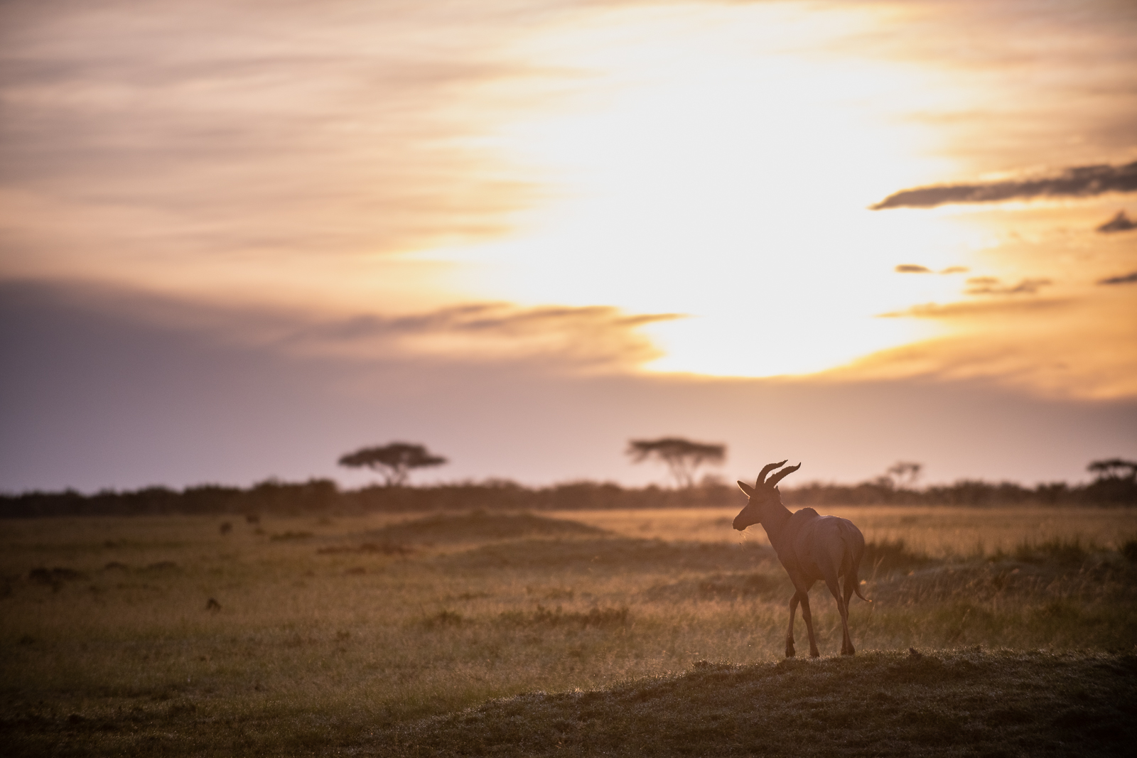 Topi, Maasai Mara National Reserve, Kenya