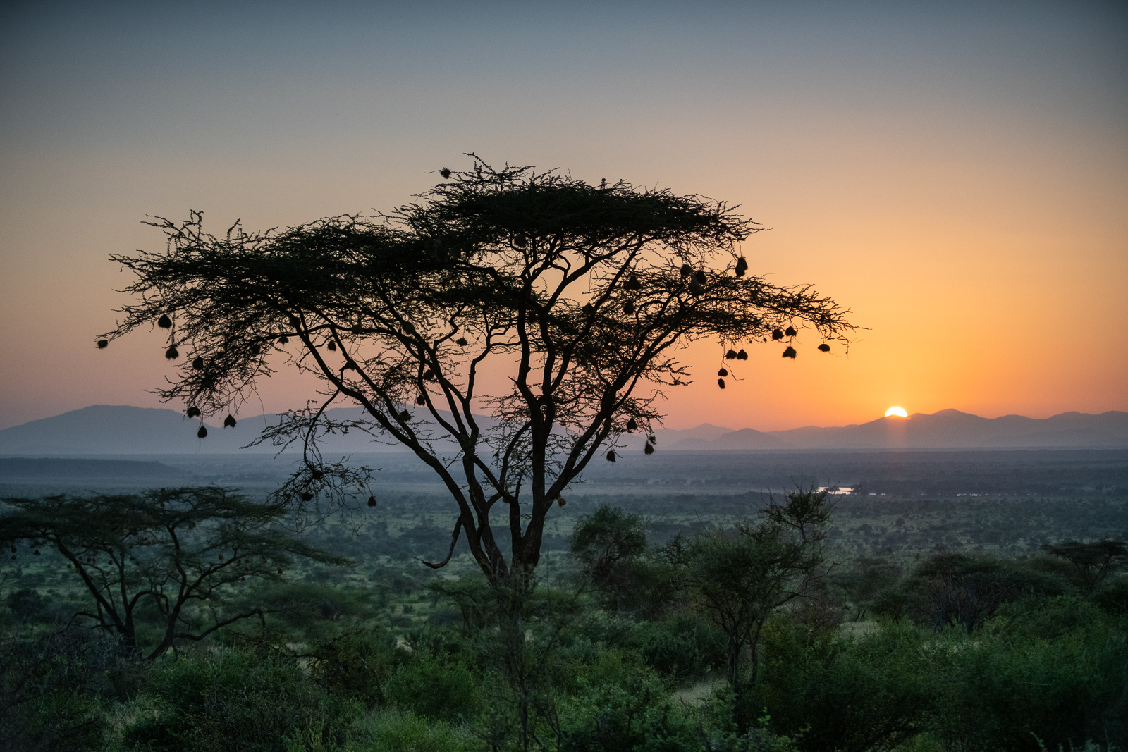 Weaver Nest Acacia Tree, Samburu National Reserve, Kenya