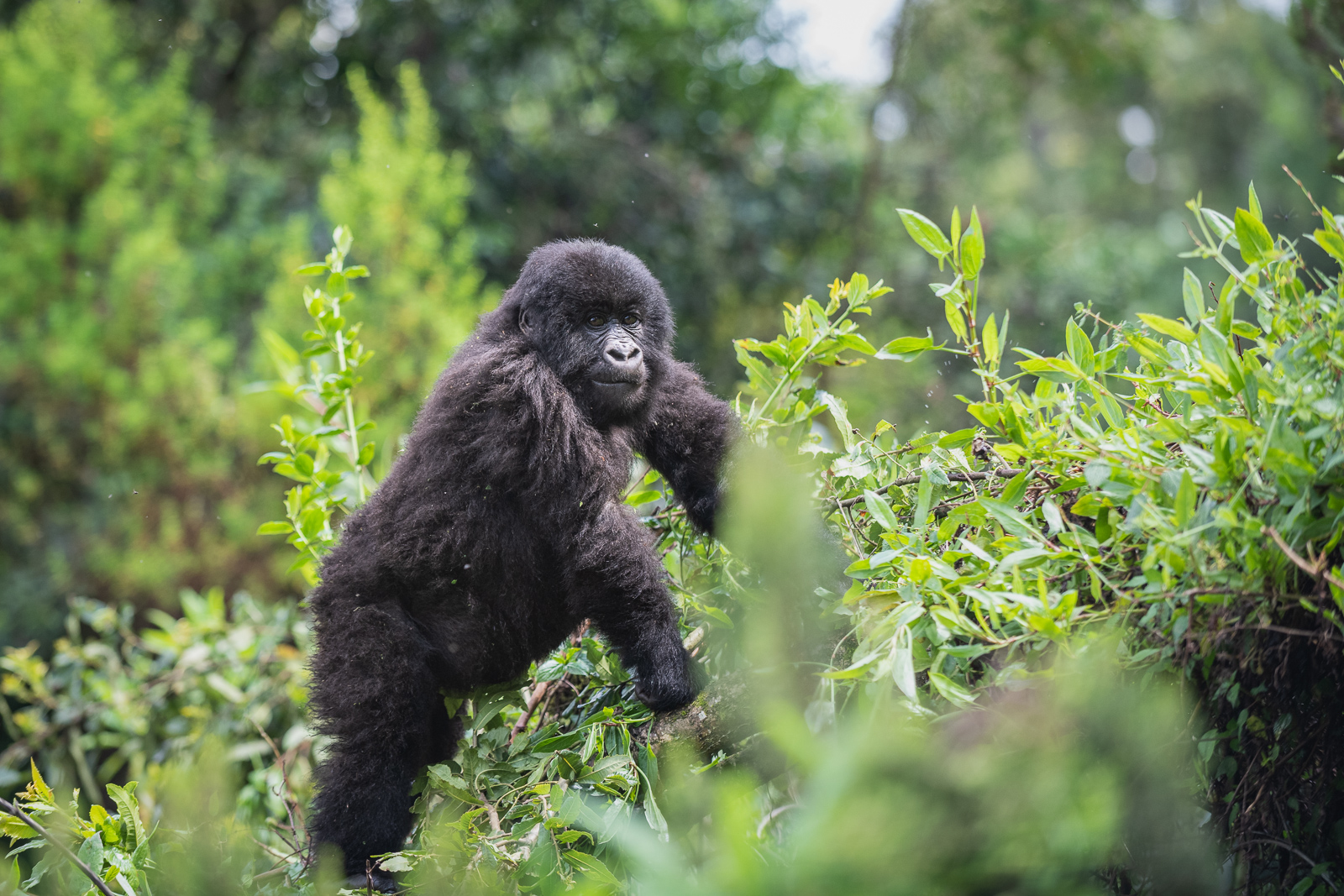 Mountain Gorilla, Mgahinga National Park, Uganda