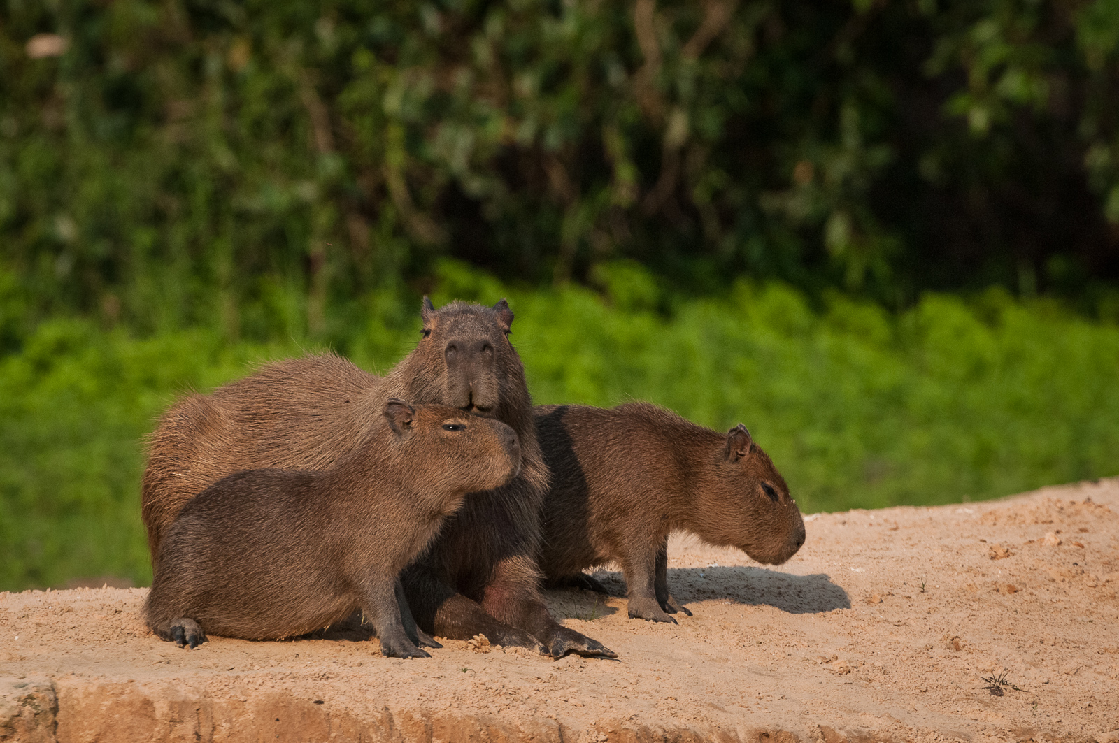 Capybara with Two Pups, Pantanal, Brazil
